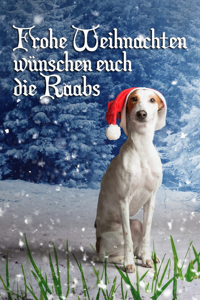 Frohe Weihnachten, Conchi, Hund, Dog, Podenco, Weihnachtsmütze, Raab